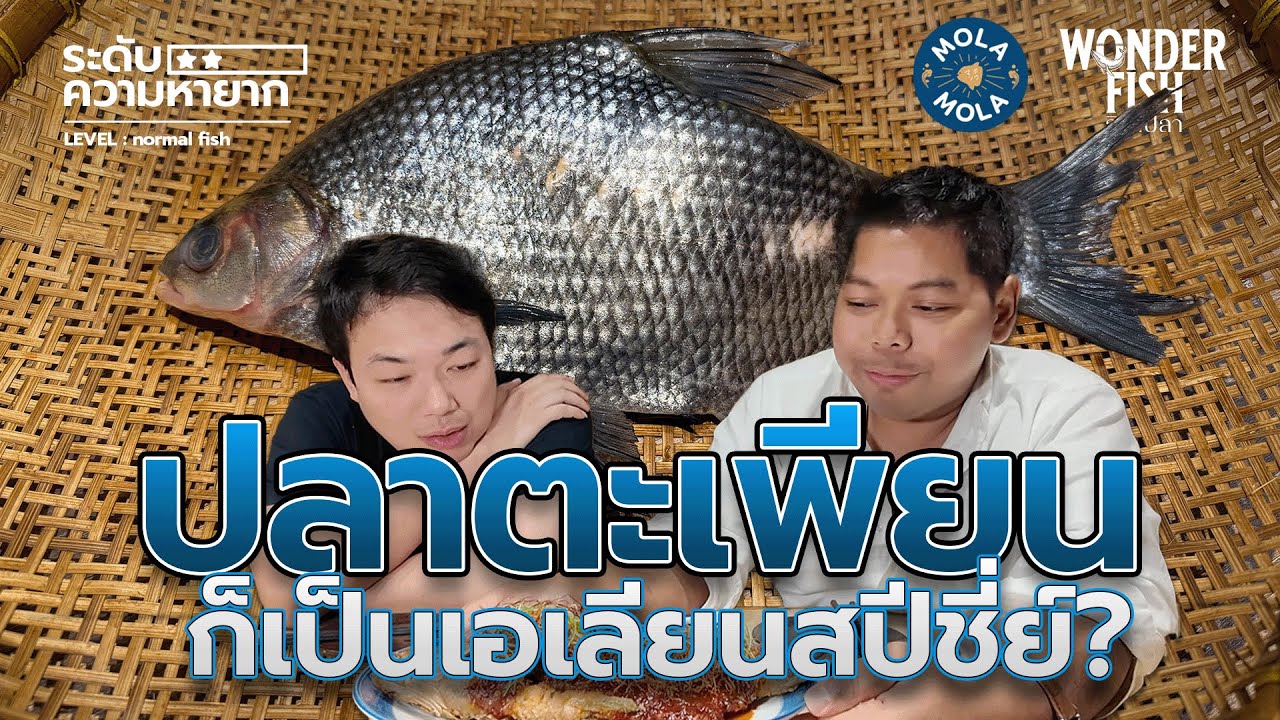 ปลาตะเพียนก็เป็นเอเลียนสปีชี่ย์ ? #wonderfish