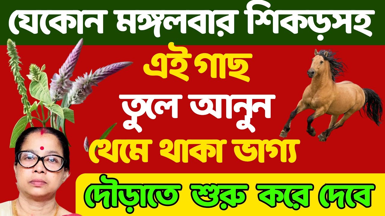 যেকোনো মঙ্গলবার শিকড়সহ এই গাছ তুলে আনুন থেমে থাকা ভাগ্য দৌড়াতে শুরু করবে।