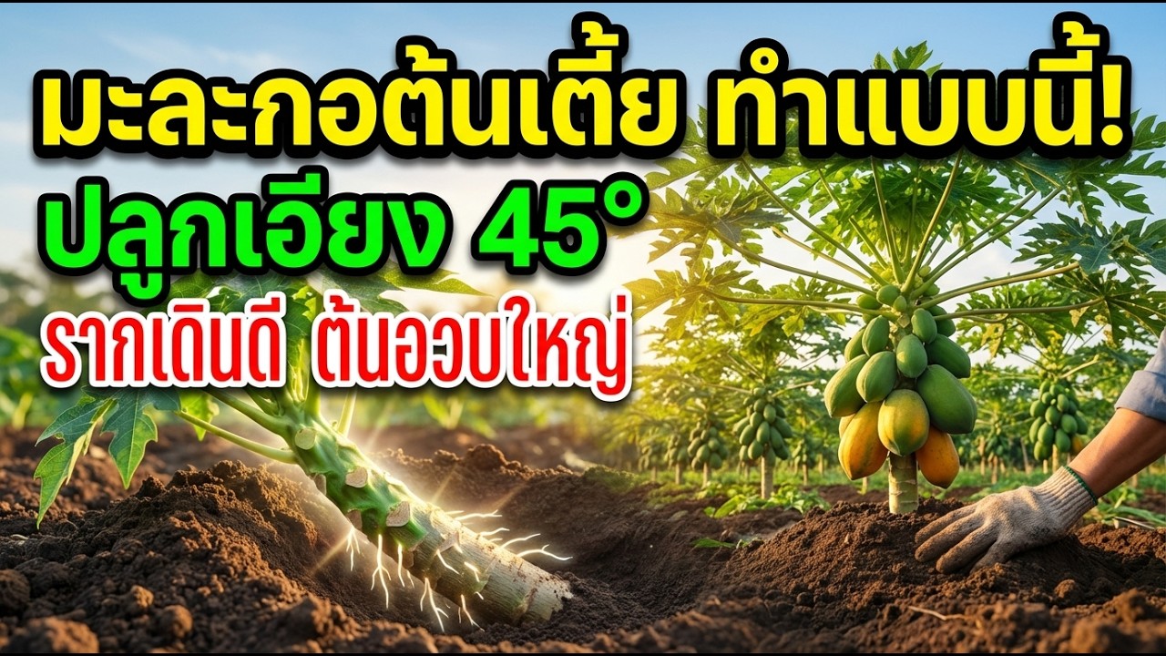 หมดปัญหามะละกอต้นสูงลมพัดหัก! แจกสูตร 'ปลูกเอียง+ตัดรากแก้ว' บังคับต้นเตี้ย ลูกดก ดินแน่น