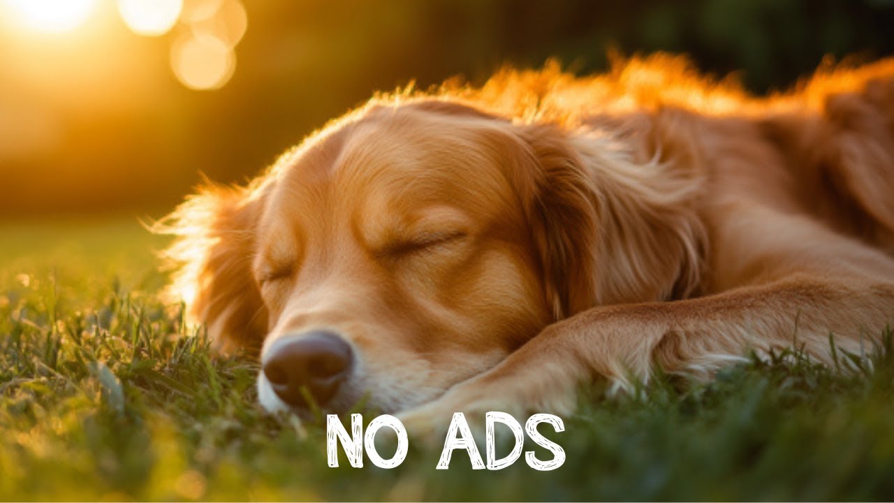 Peaceful Dog Music 🐾 Supports Emotional Healing and Deep Sleep 🎵 Stress Relief Music