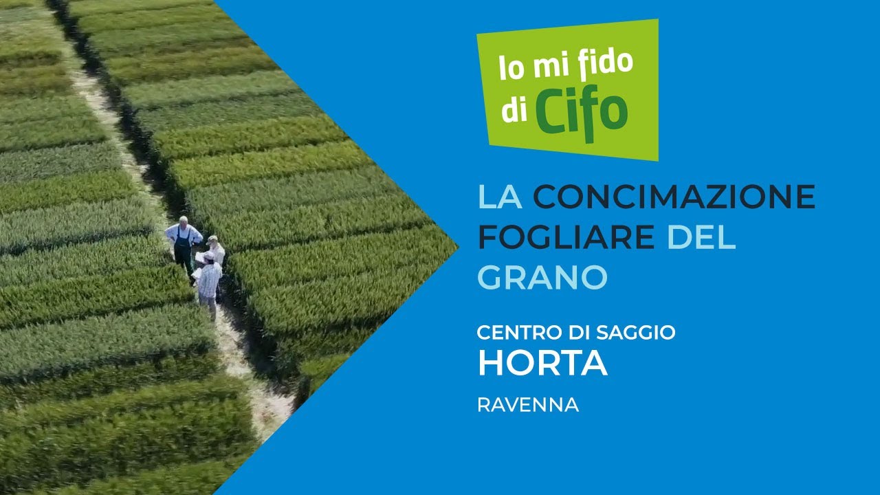 Io mi fido di Cifo | La concimazione fogliare del grano