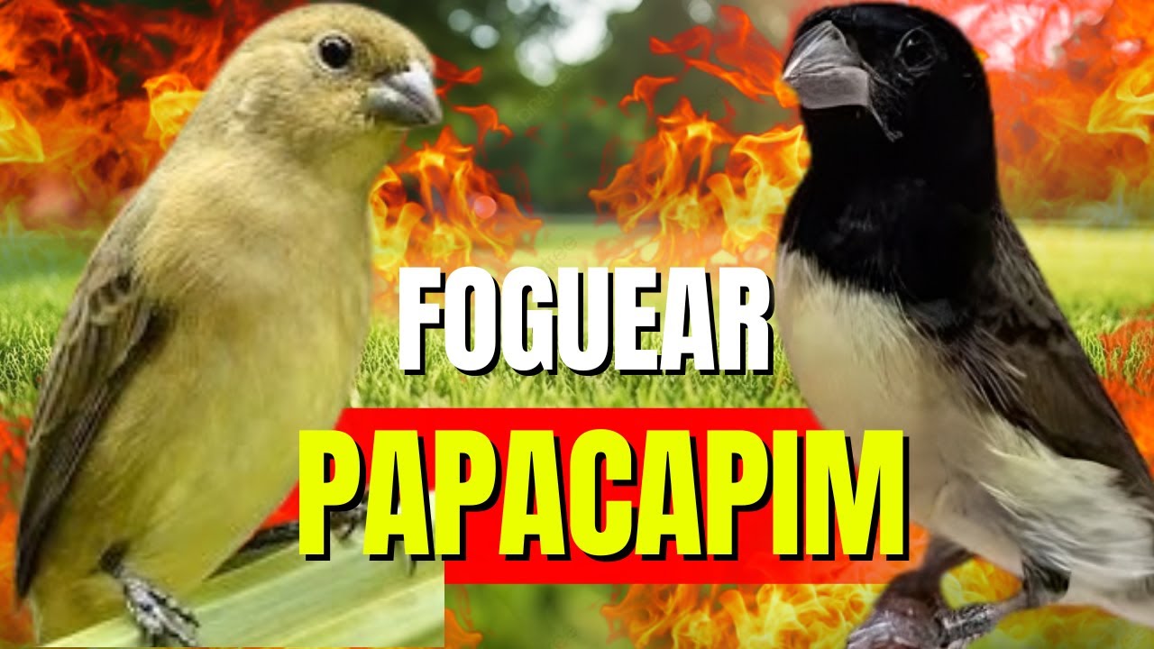 Canto Papa capim siu siu com Fêmea chamando para Esquentar papa capim siu siu e encarte de papacapim
