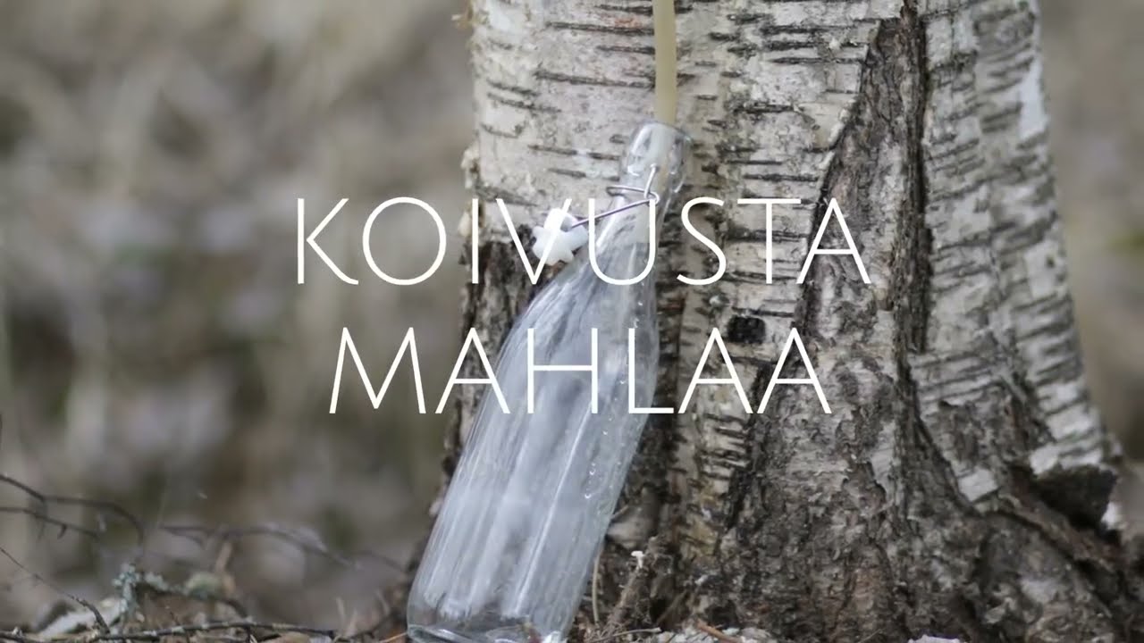 Mahlan valutus koivusta