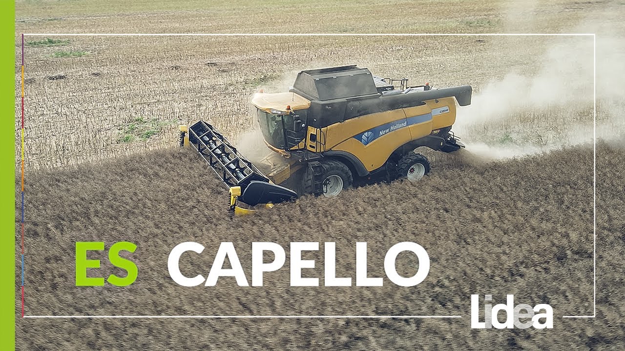 Zbi&oacute;r rzepaku ES Capello w G.R. Osiek Grodkowski | LIDEA