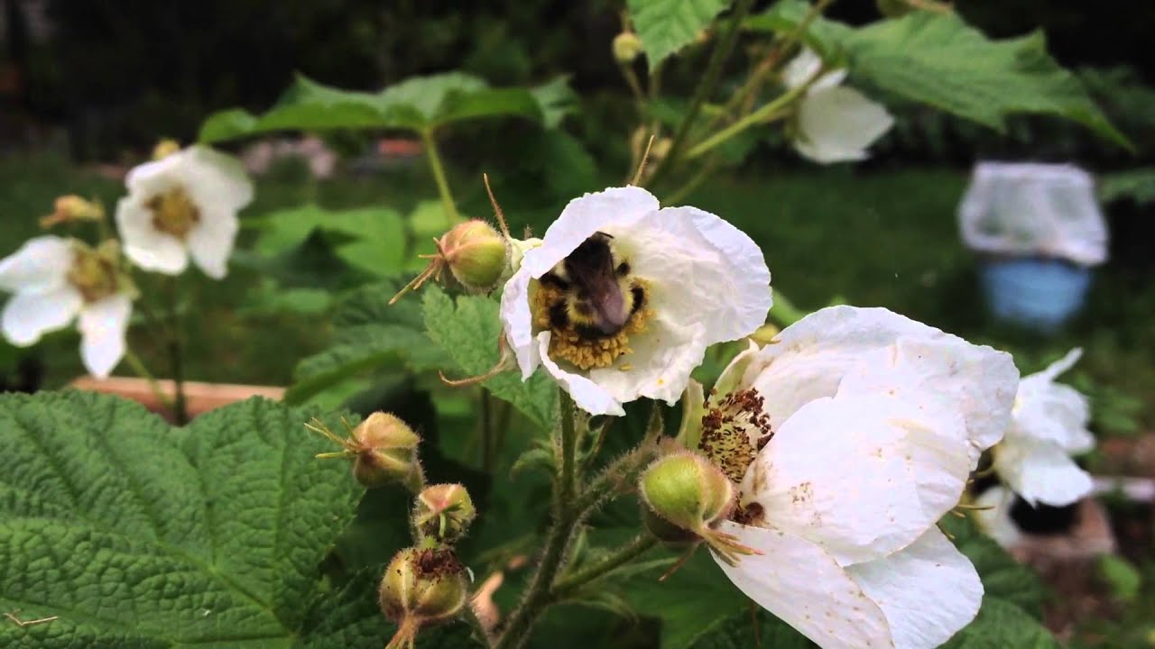 Bumblebee using buzz pollination
