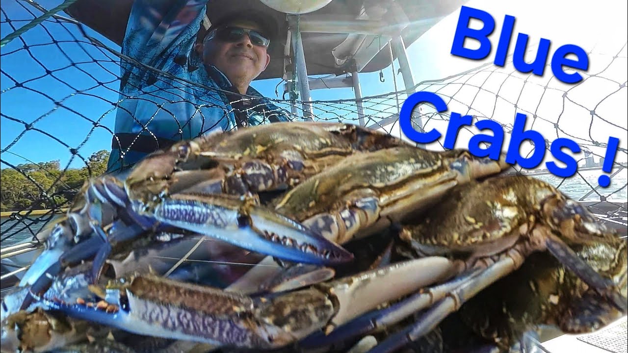 We Went Fishing for Blue Swimmer Crabs! CATCH N COOK