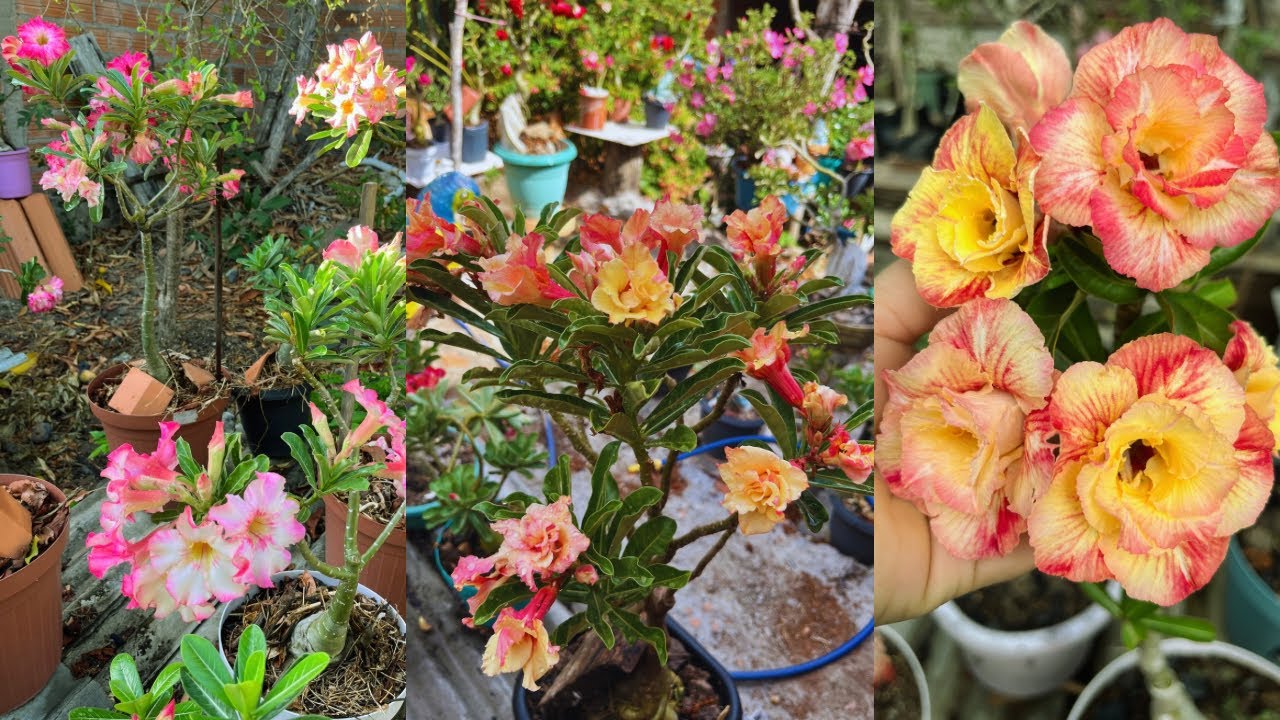 #rosadodeserto : como estão lindas pegando chuva 🌧️ #plantas do meu jardim #flores #quintal 