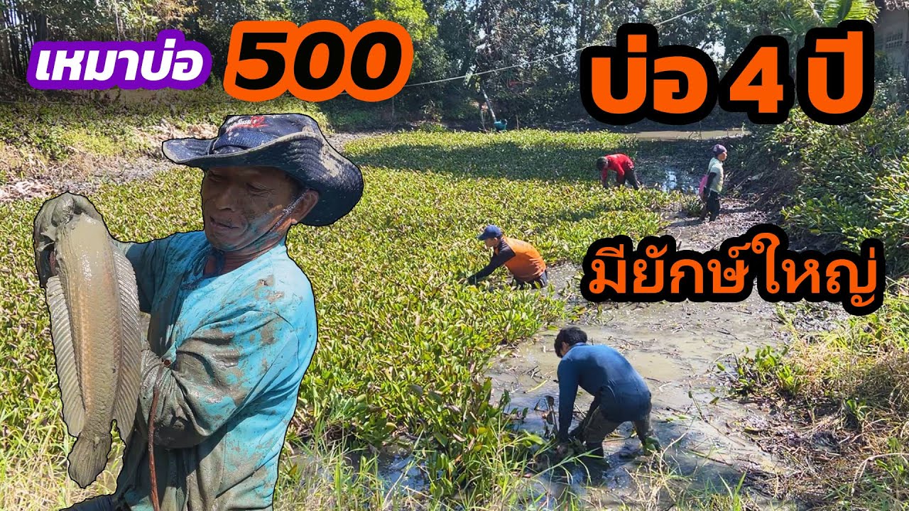 เหมาบ่อ 500บาท บ่อ4ปี มีตัวใหญ่ๆเพียบเลยจ้า | Ep.197