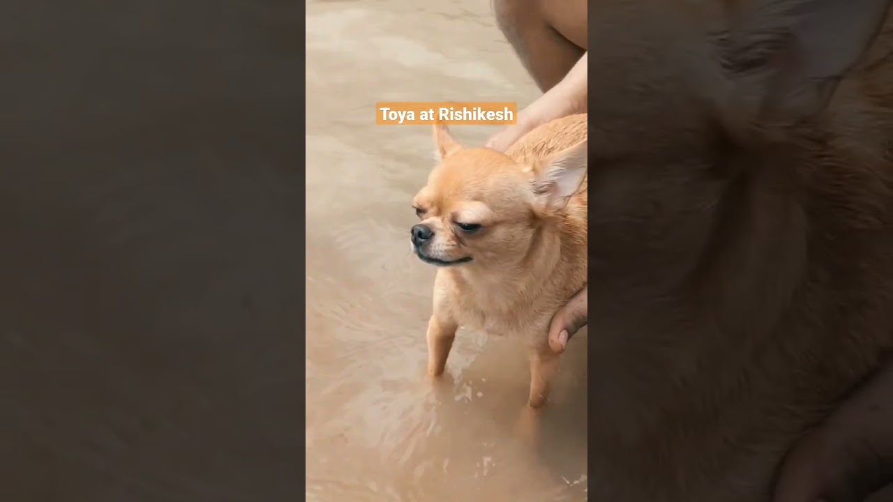Ganga ji dubki for Toya #rishikesh #chihuahua