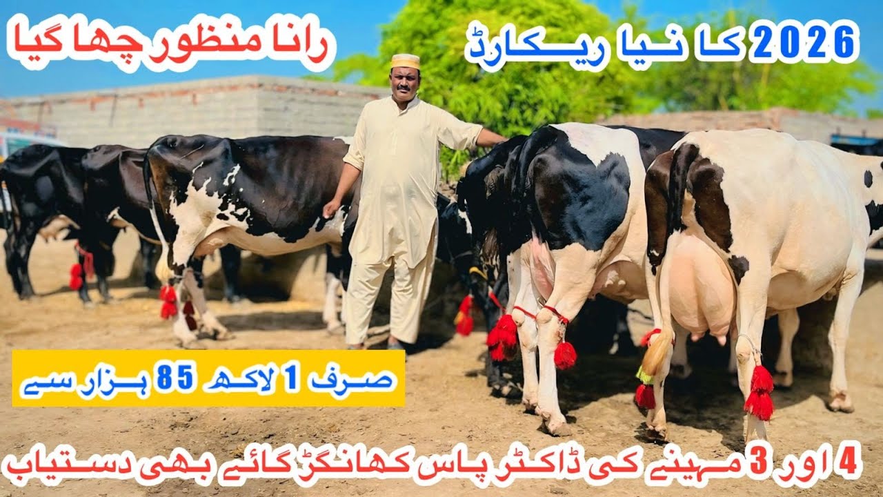 Rana Manzoor | Rana Manzoor New Video | Top Class Khangar Doctor Pass Cows for Sale | 6 March 2026