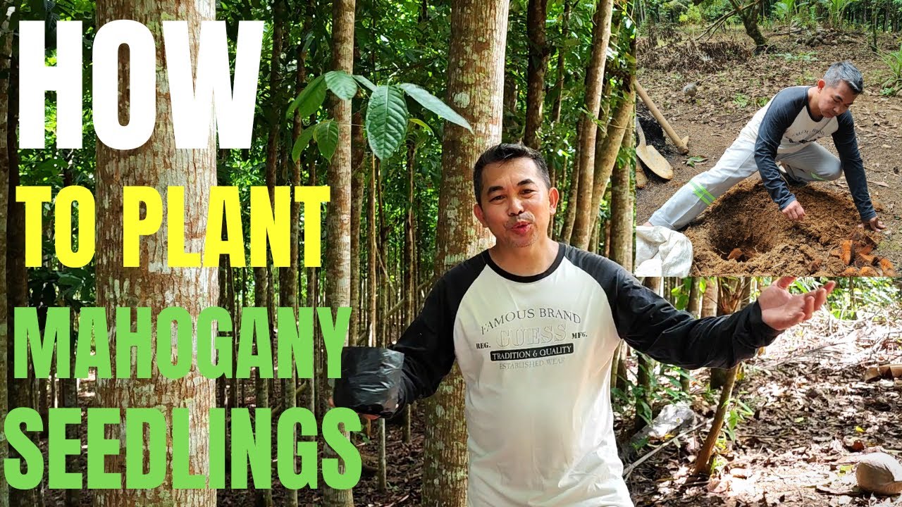 The BEST method of planting Mahogany Seedlings - mahogany tree farming 2022.