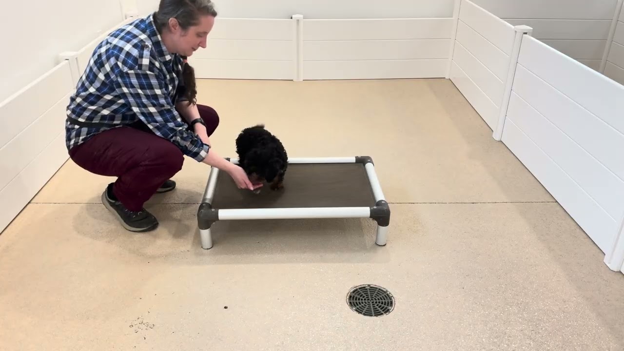 Alfie Training & Play Session 03/11