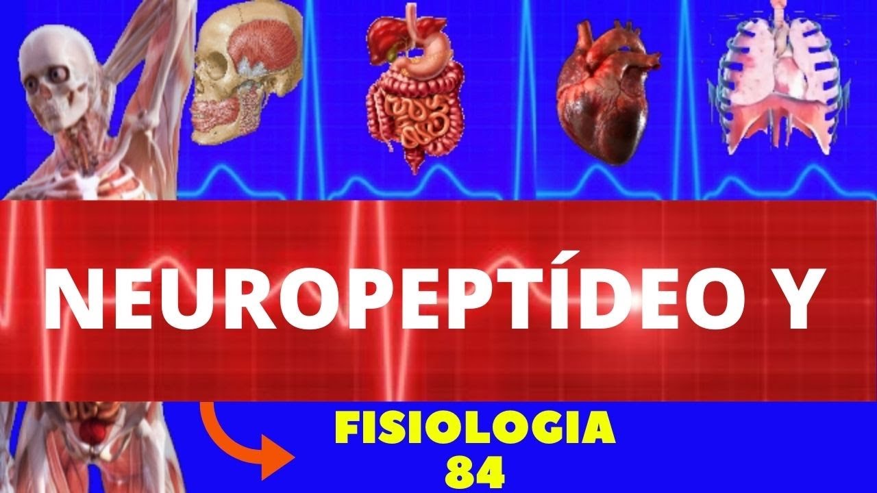 NEUROPEPTÍDEO Y - NEUROTRANSMISSOR CONTROLE DO APETITE E OBESIDADE - NEUROFISIOLOGIA SISTEMA NERVOSO