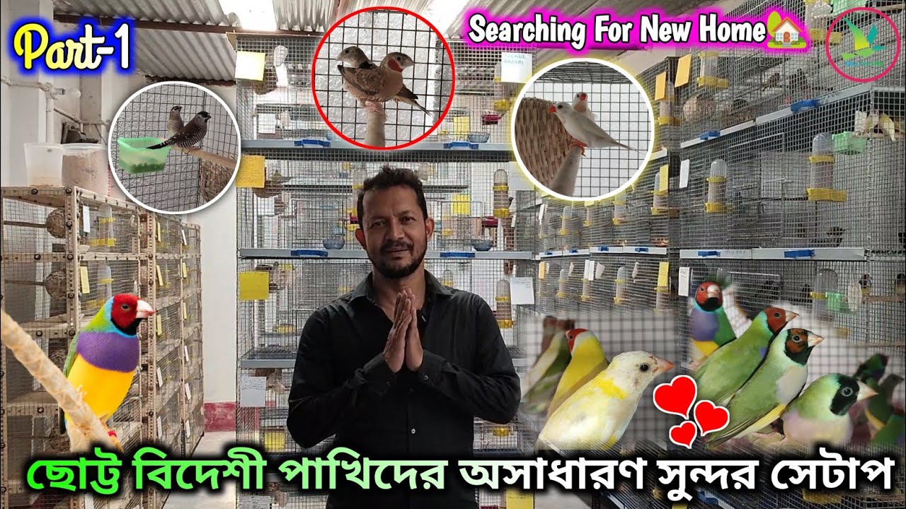 Gouldian/Parrot/Star/Long-tailed/Cherry/Cut-throat/Albino Gouldian Finch Birds Breeding Setup Visit