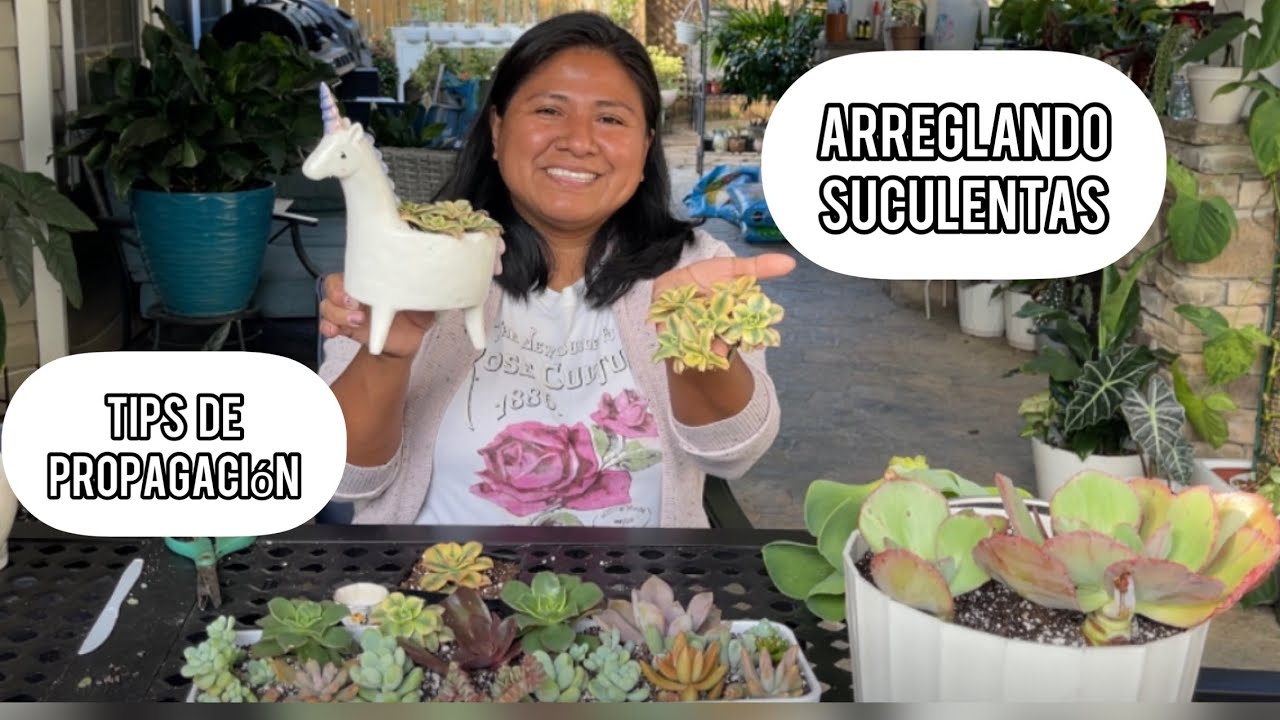 ARREGLANDO SUCULENTAS Dañadas por la lluvia Más información de mi tienda