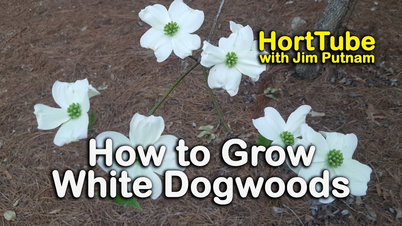 How to grow White Dogwoods - Cornus florida - White Flowering Native to the Eastern US