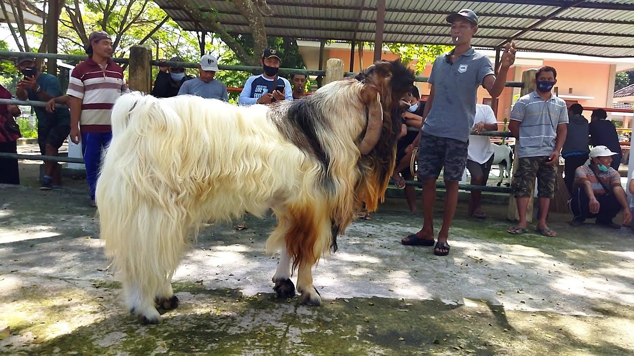 Kambing Etawa Super Ramon | Biggest goat with beautiful long hair
