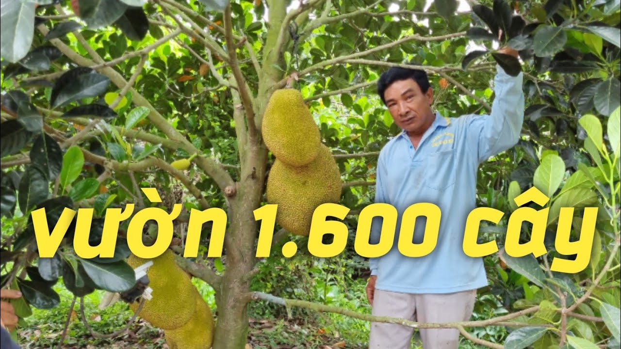 Tham quan vườn mít ruột đỏ xơ vàng vườn trái rất đẹp trên hai hecta #168