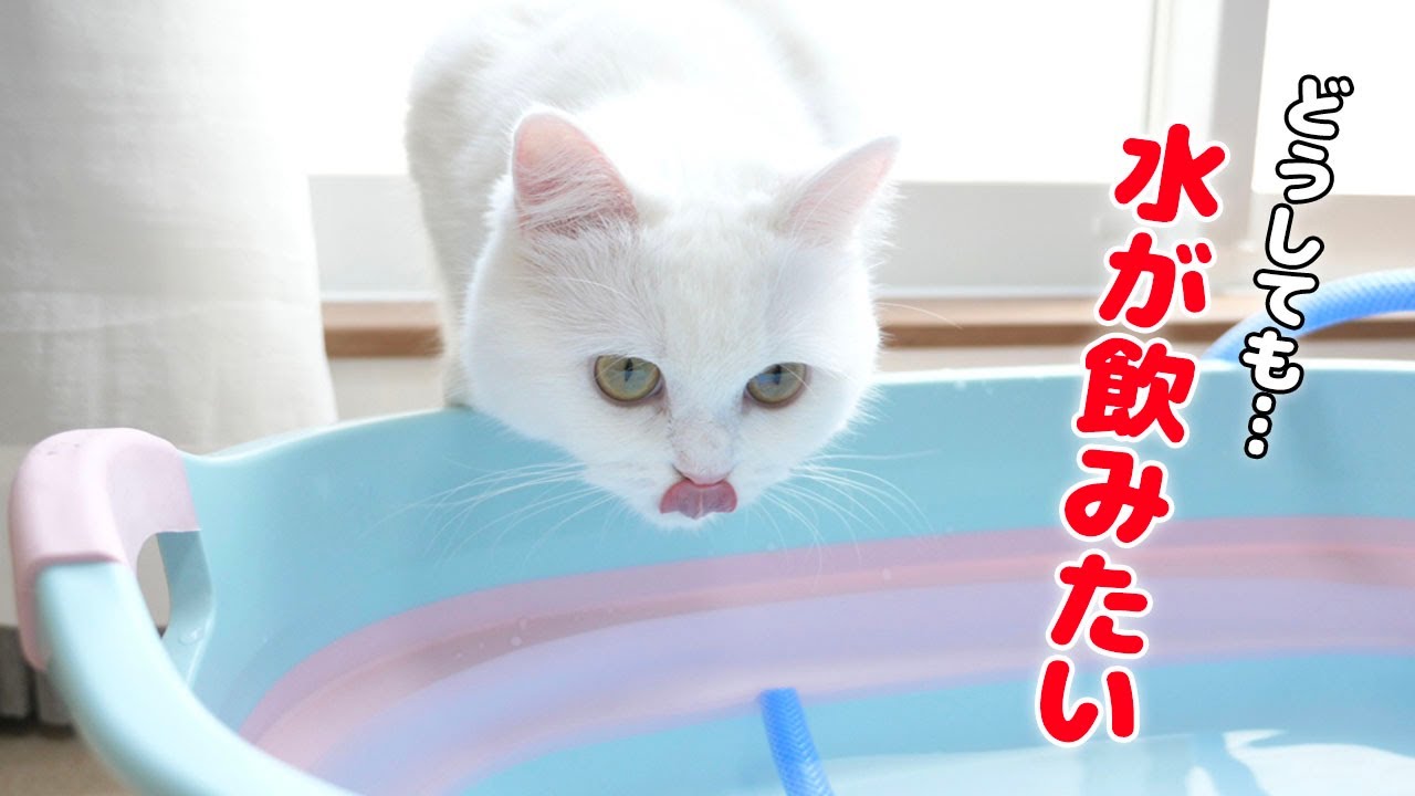 用意していた水を飲んで掃除の邪魔をしちゃう猫！