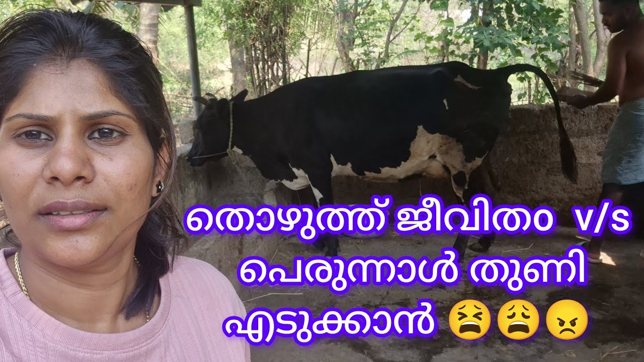  പശു ജീവിതം നമ്മുക്കും ആഘോഷിക്കാം 🙆🙆🙆🙆🙆