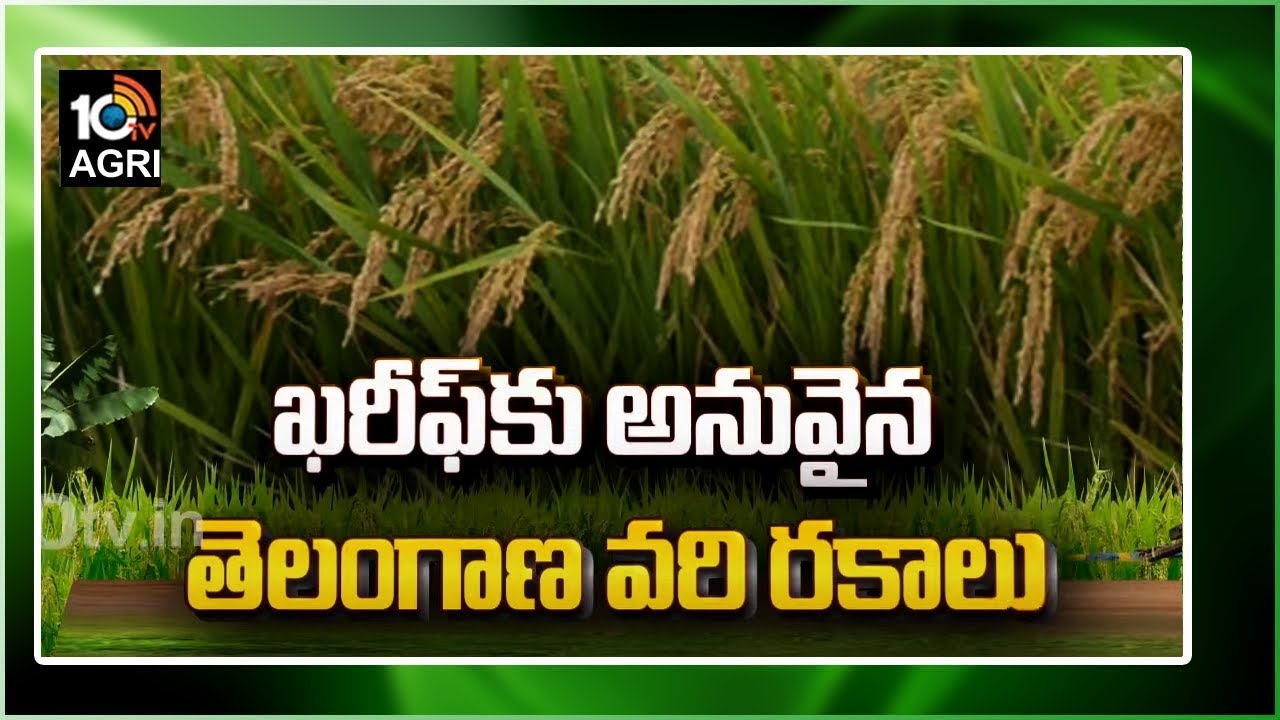 ఖరీఫ్ కు అనువైన తెలంగాణ వరి రకాలు|Telangana Paddy Varieties For Kharif Season | Matti Manishi | 10TV