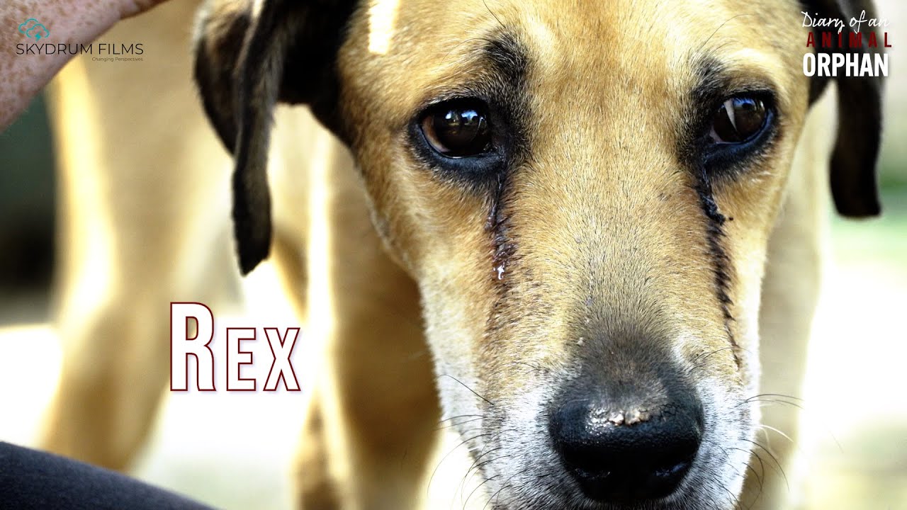 Goodbye dear Rex. Our hearts are sore. #animalwelfare #HAWS