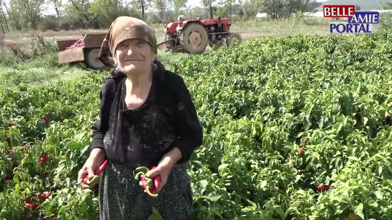 Donja Lokošnica – selo koje živi u ritmu paprike i mirisu ajvara
