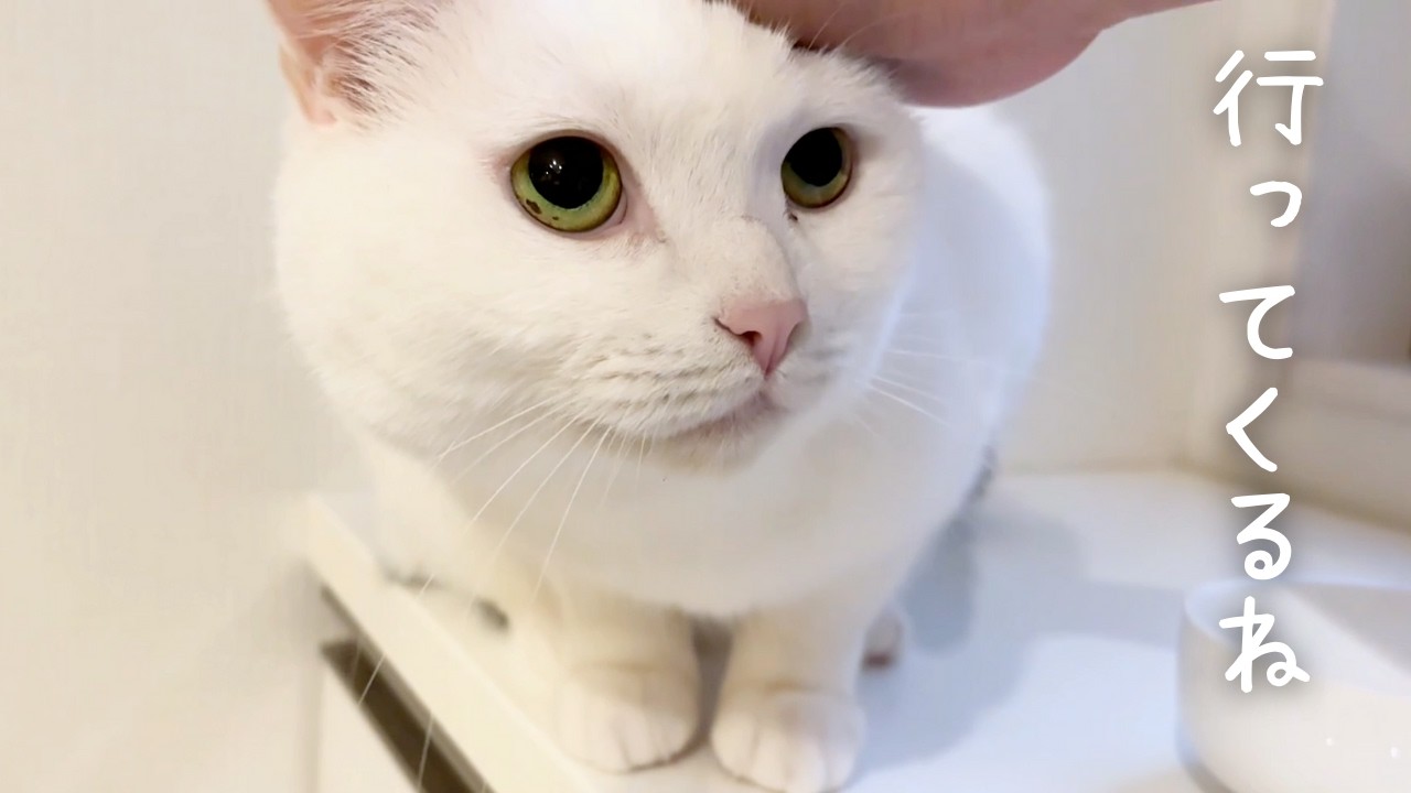 飼い主が一泊外泊した日の猫の様子を撮影しました