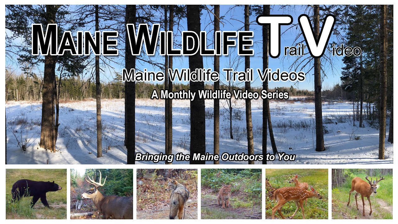 Maine Wildlife Trail Video - Winter is Coming