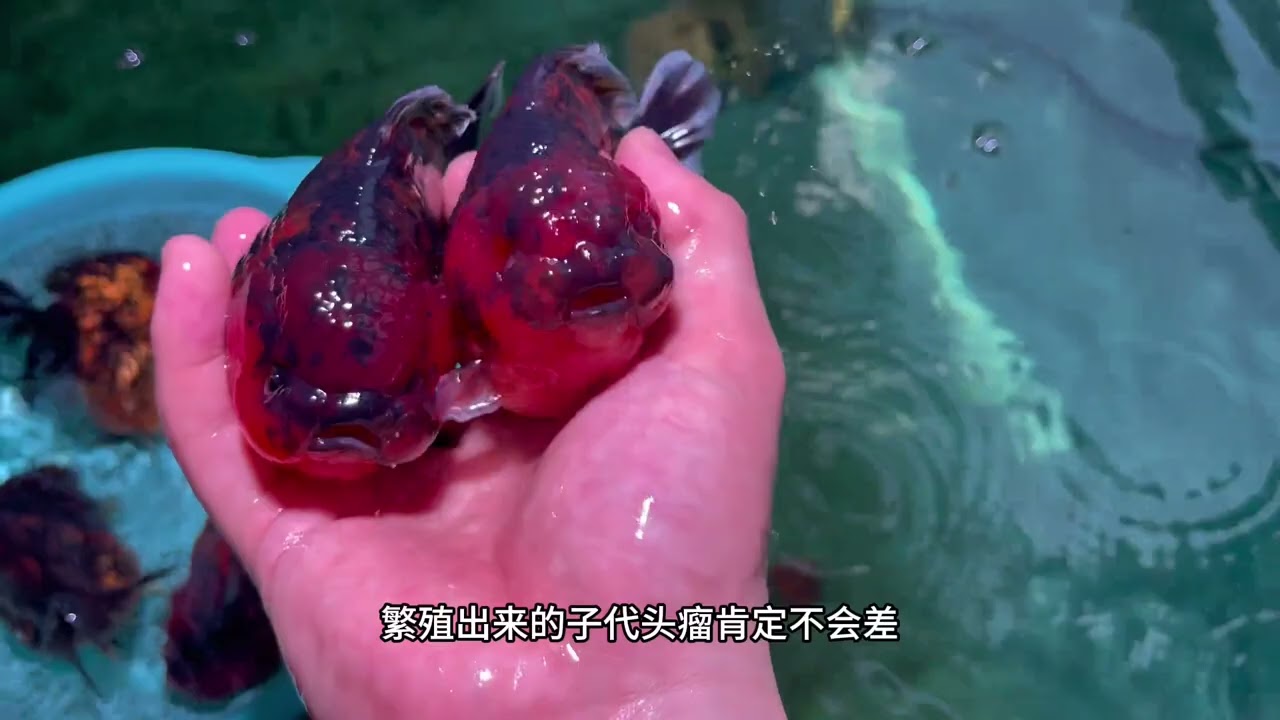 金鱼什么阶段开始发头，如何促使金鱼发头 #金鱼头瘤 #养鱼日记