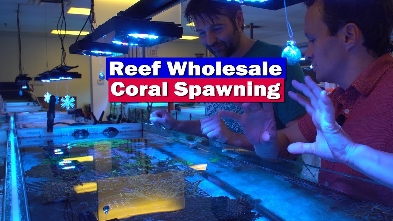 Coral Spawning in the Aquarium with Reef Wholesale