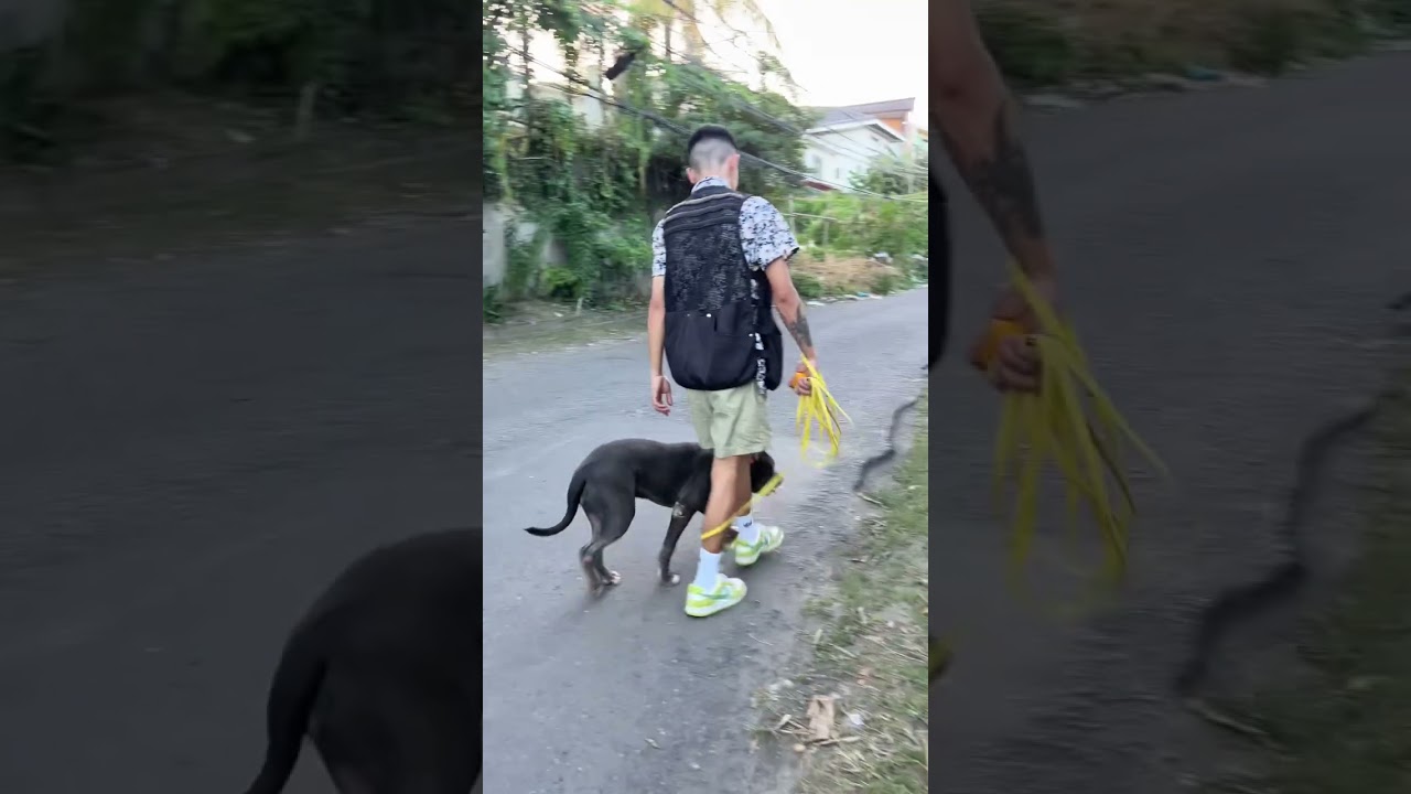 Functional Obedience Training | Dog Trainer Cebu