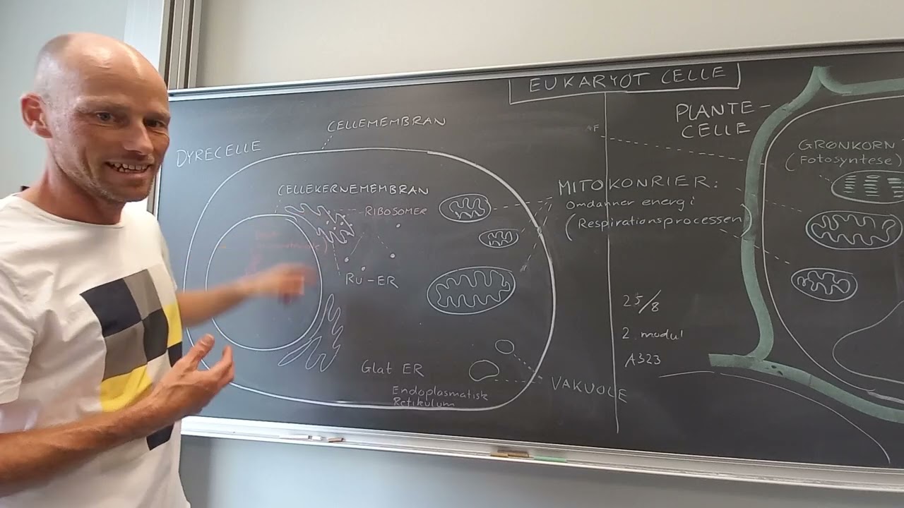 Cellebiologi. Prokaryot og eukaryot celle, herunder dyre- og plantecellen.