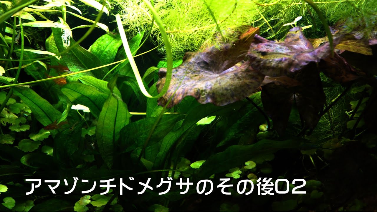 ダッチアクアリウム水槽　アマゾンチドメグサその後02　#水槽 #水草 #レイアウト