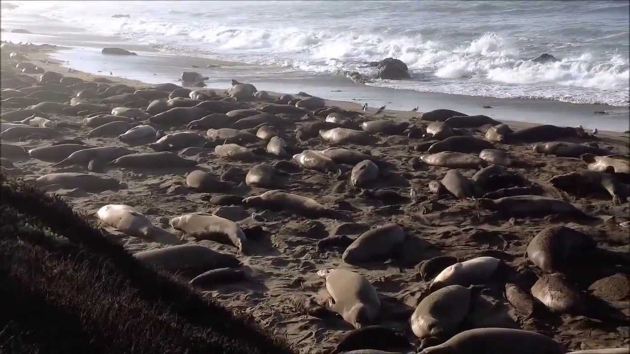 ELEPHANT SEALS AT SAN SIMEON CA - HEARST CASTLE