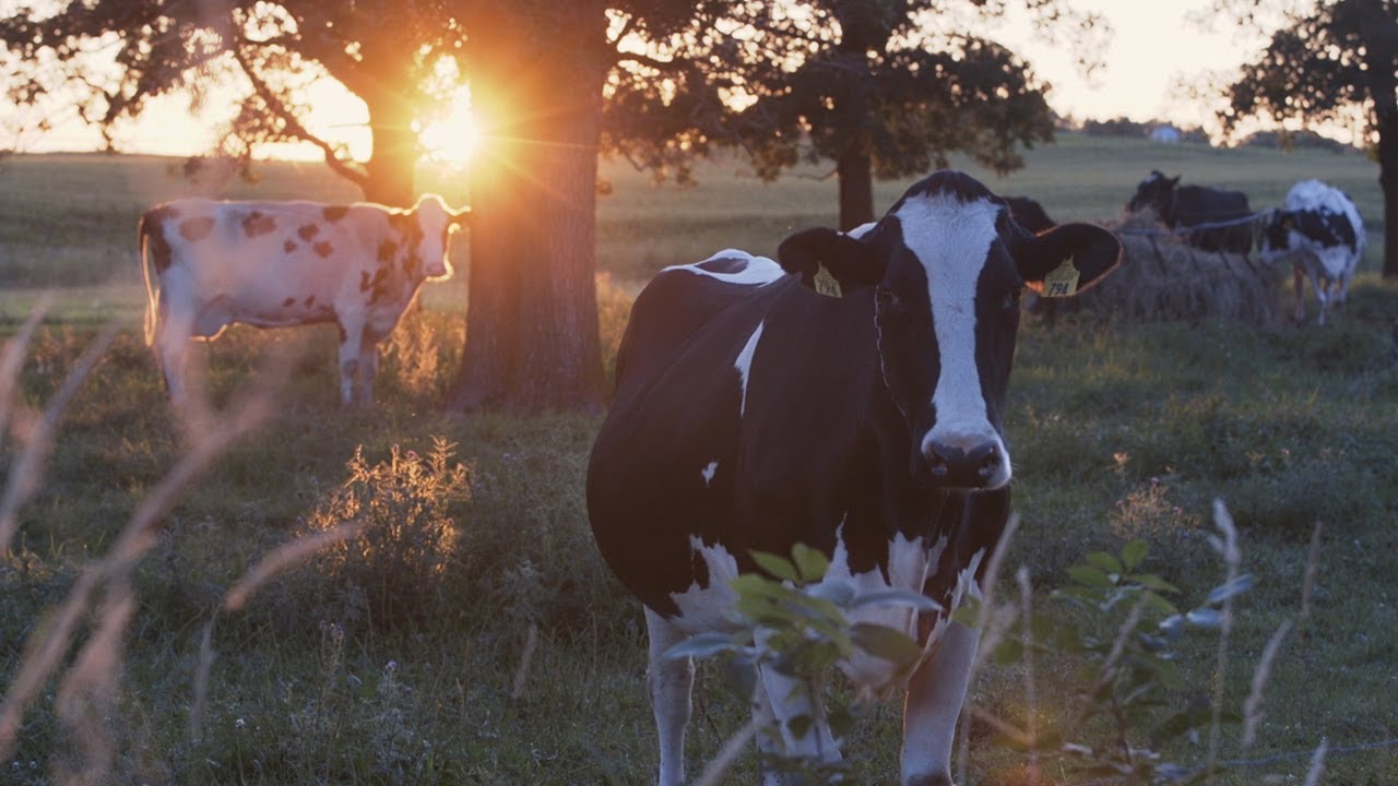 Resiliency & Spirit: Rohde Dairy