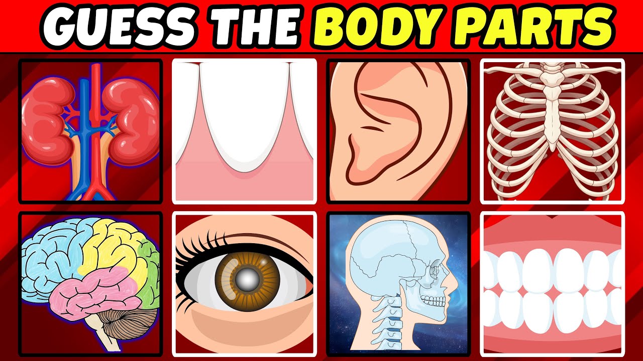 Quiz: 99% of People Are Wrong About the Human Body