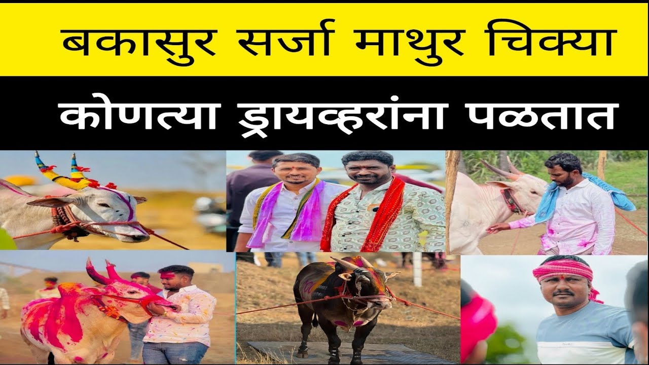बकासुर मथूर चिक्या राजा सर्जा घोटचा सर्जा रायफल कॉकटेल पिस्टन कोणत्या ड्रायव्हर यांना पळतात जास्त ?