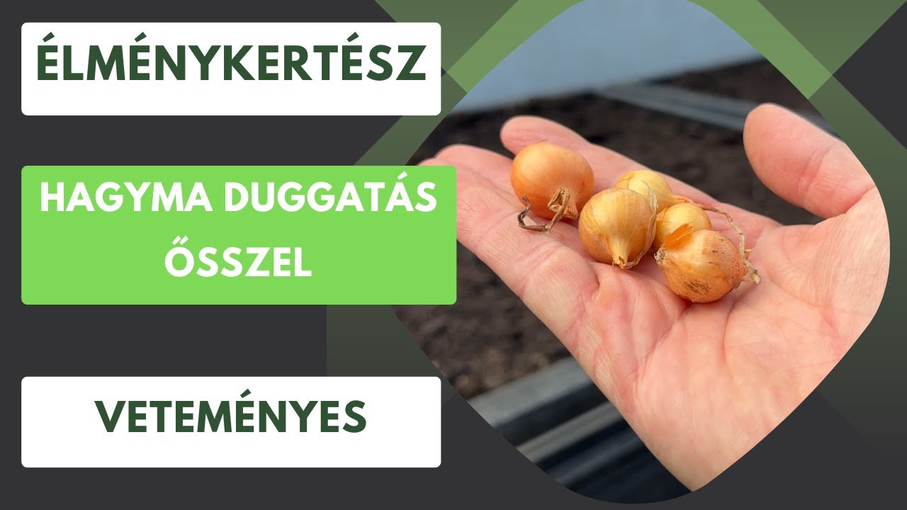 Hagyma duggatás, vöröshagyma, fokhagyma, főzőhagyma- Ősszel előre tudunk dolgozni tavaszra!🧅