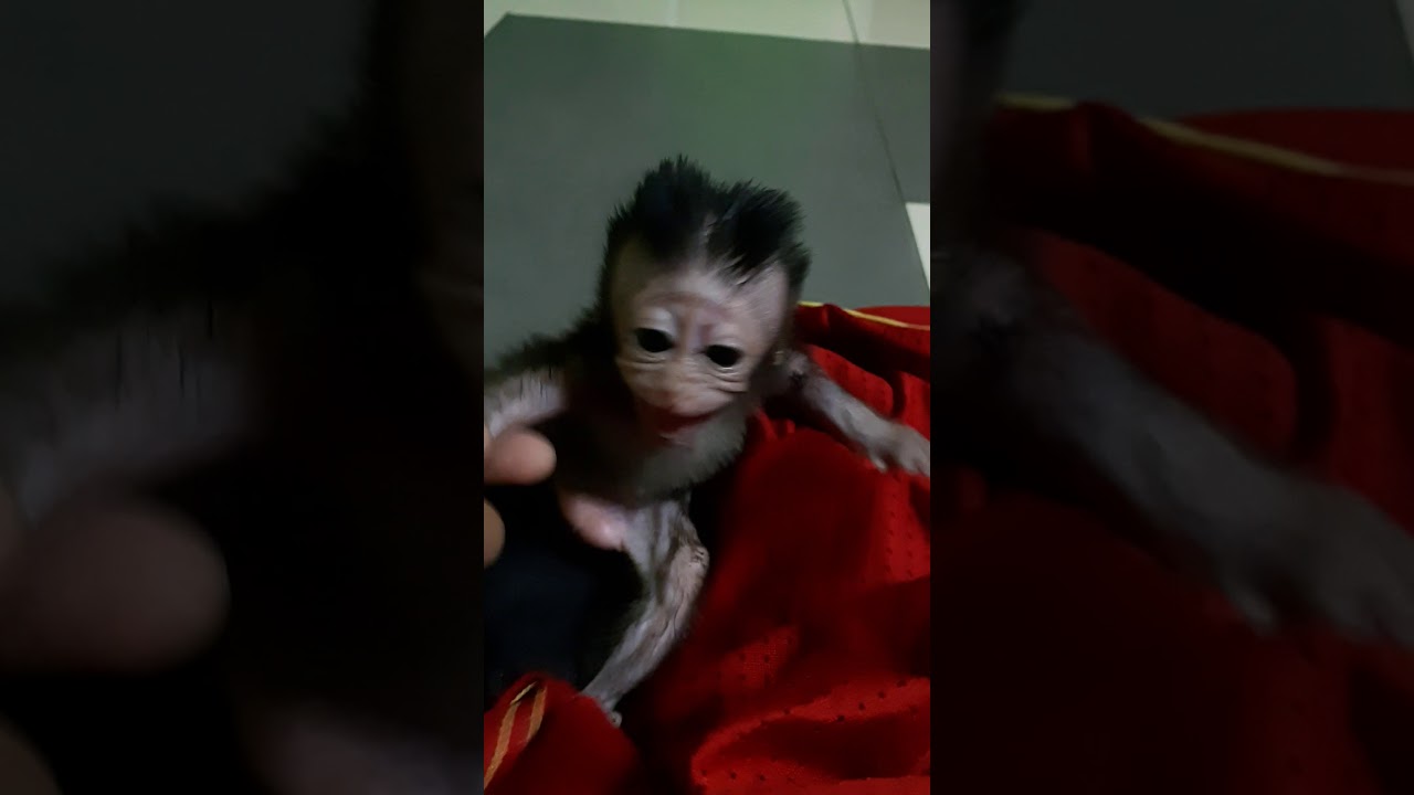 Anak monyet kehilangan kasih ibu..😭😭