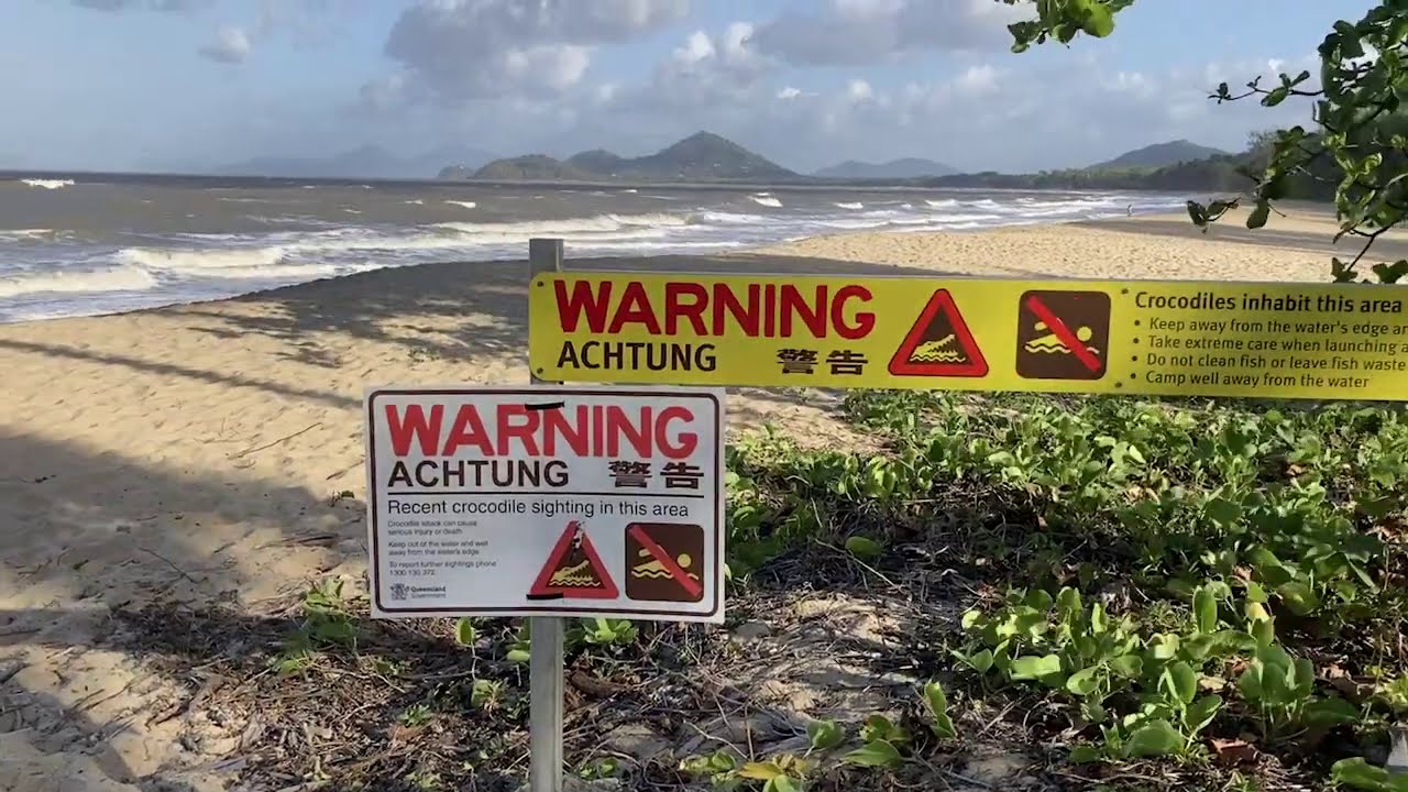 Dogs attacked by crocodile at Palm Cove in Queensland
