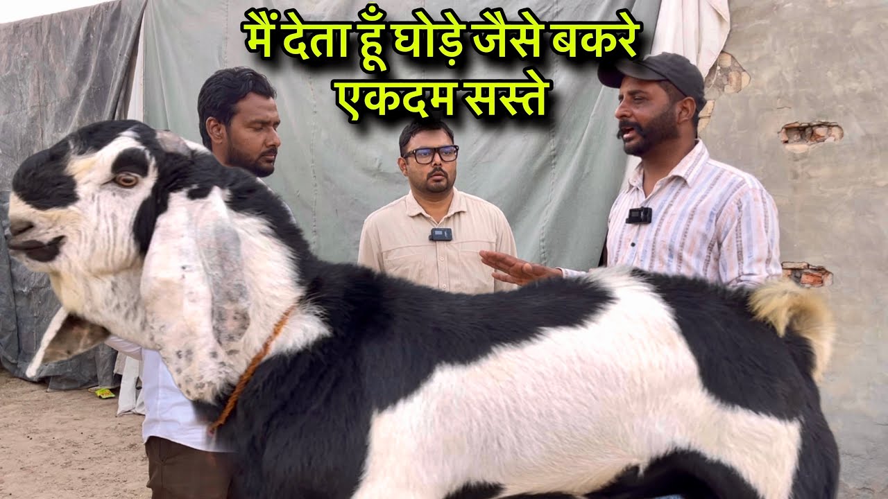 मैं देता हूँ घोड़े जैसे बकरे एकदम सस्ते #BakraMandi #GoatMarket #BigBakra #BakraRate #MandiVlog