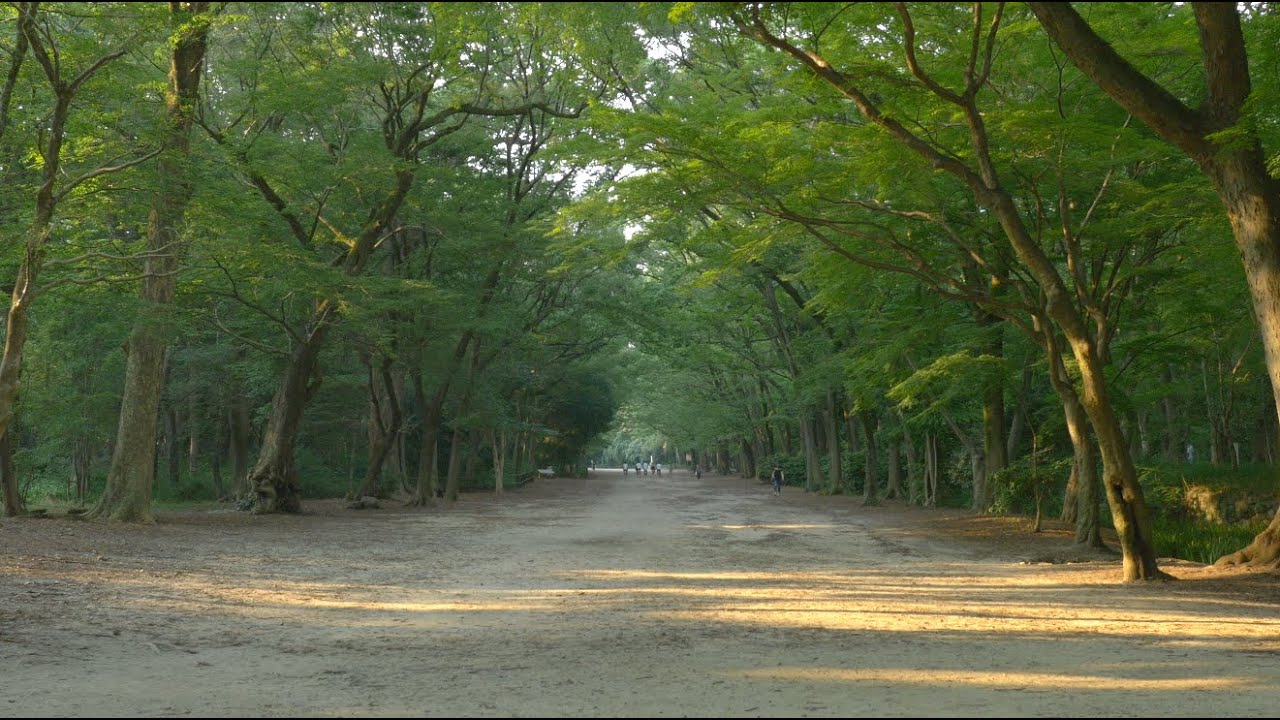 Kyoto Japan 4K Tadasu no Mori - 京都 糺の森 #4K