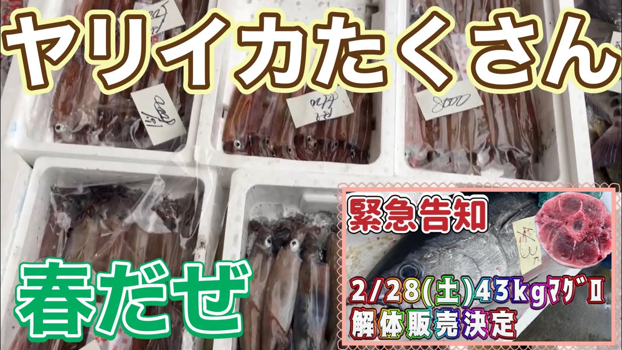 『ヤリイカたくさん入荷！2/28マグロ解体販売あがるー』#激安  #魚屋　#相木魚問屋 #敦賀   8/2/26