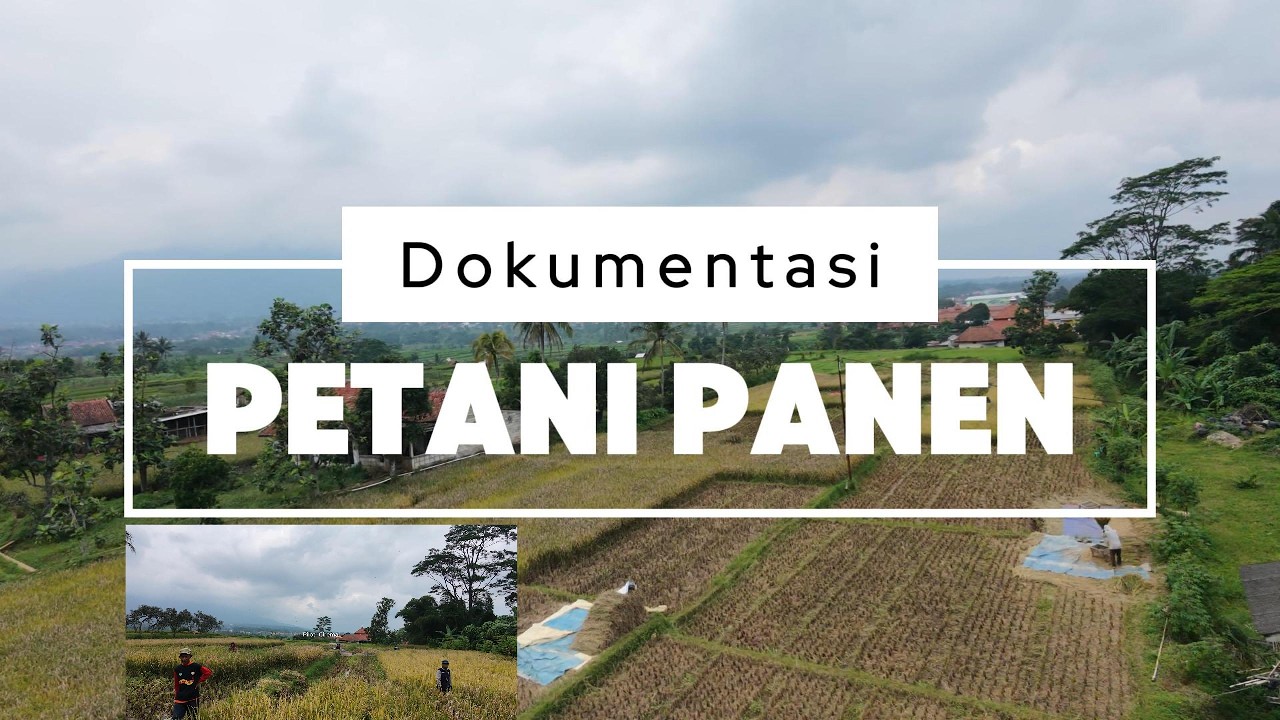 ngabuburit sambil Dokumentasi Petani Sedang Panen Padi