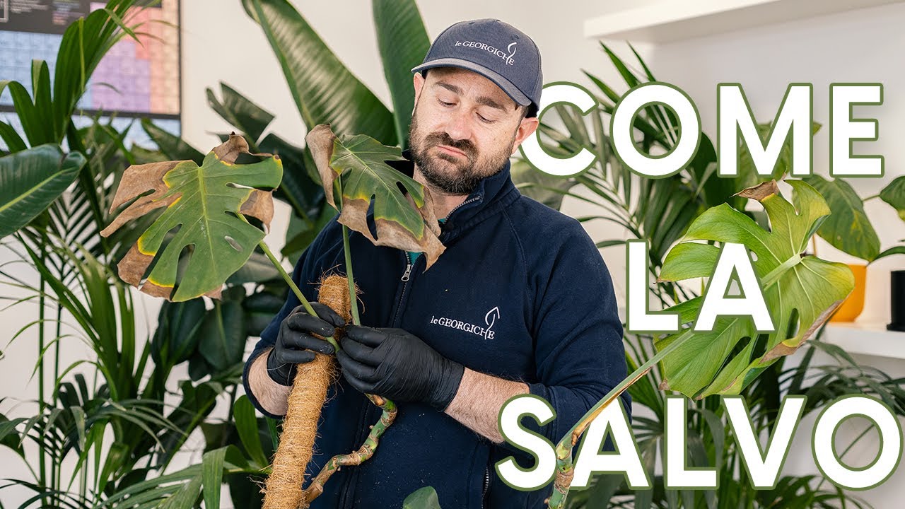 Monstera deliciosa dopo l'inverno, ecco come salvarla! Foglie gialle/marroni 🚩