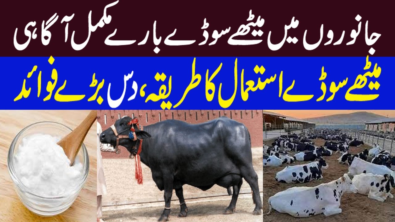 Meetha Soda  Use and Importance in Dairy Animals | Benefits & use of meetha soda in animals ||