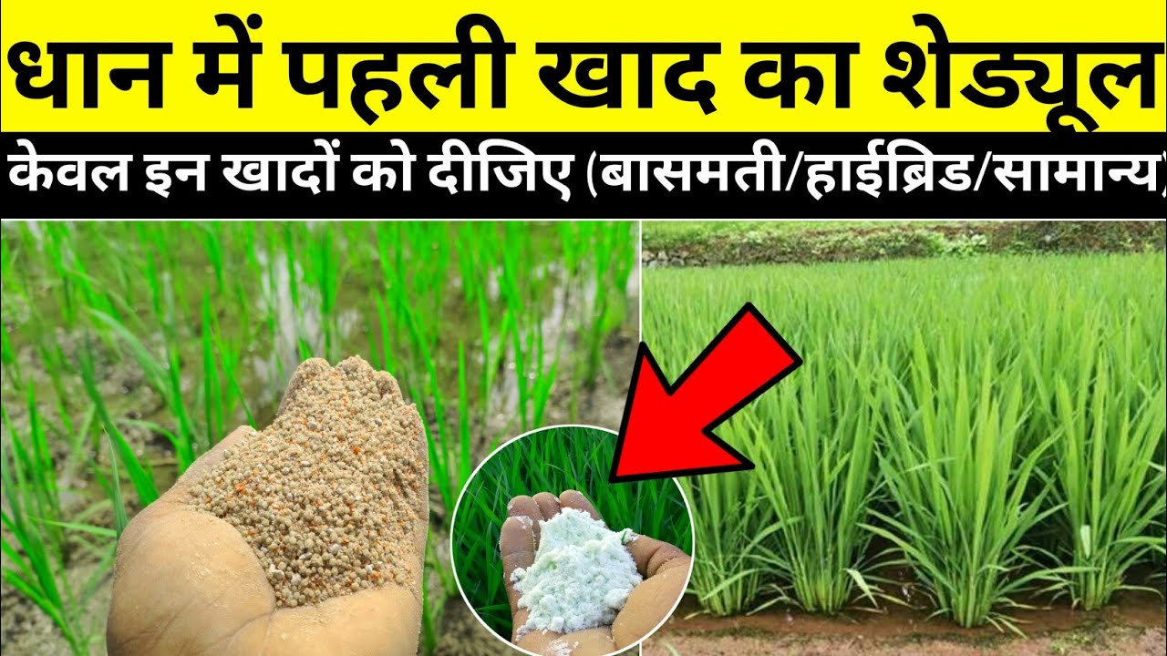 धान में पहली खाद |Paddy farming 1st fertilizers schedule |dhaan ki khad
