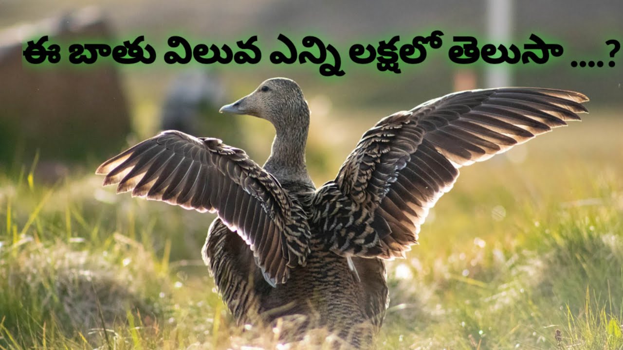 Eider polar Duck feathers                     ఈ బాతు ఈకలు ఎన్ని లక్షలో  తెలుసా...?