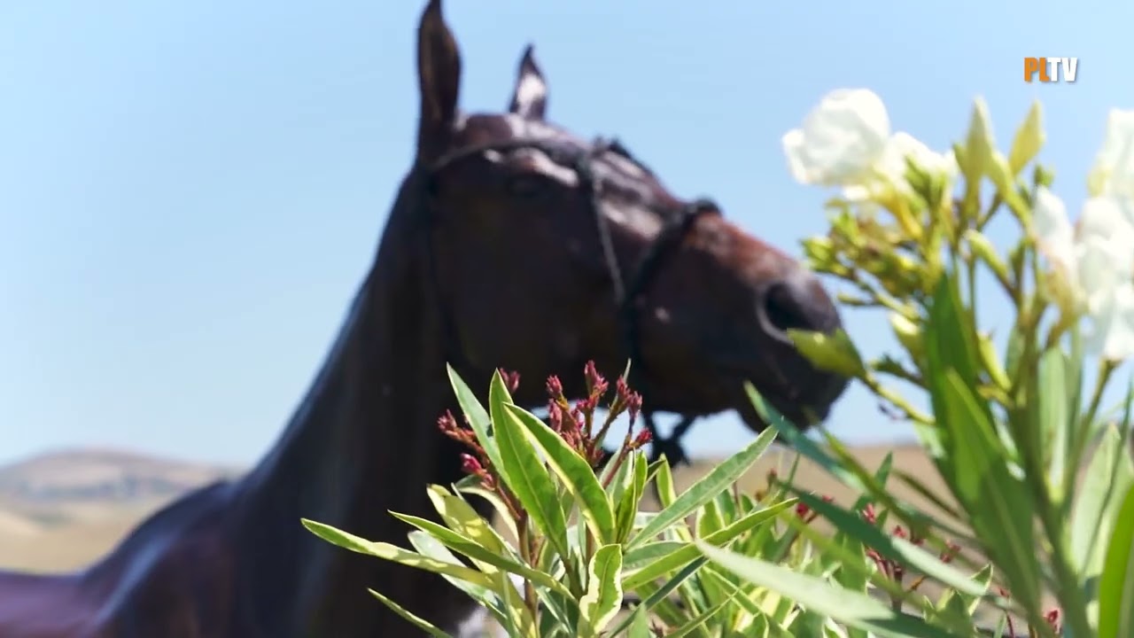 Tribute to Patrick Guerrand-Hermes #polodocu #documentary